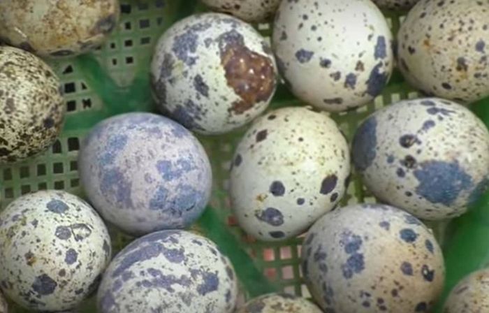 Quail Farming – Small Business Ideas with Low Investment and High ...