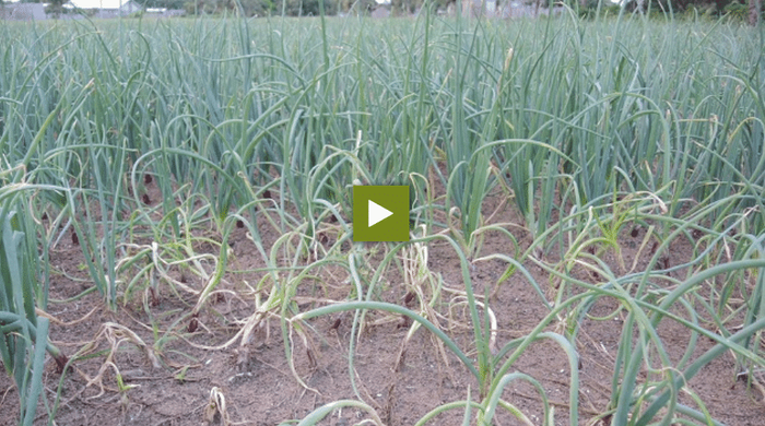 Managing Onion Diseases FO Video Library