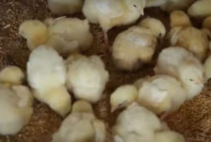 Natural Brooding Broiler Cheap and easy brooding broiler chicken without mortality - FO-Video ...