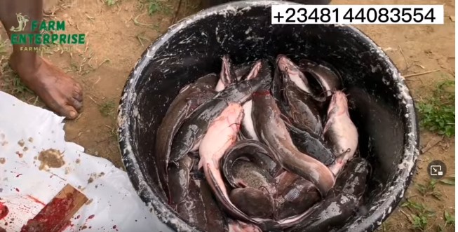 Processed Catfish Catfish processing and packaging: How to dry catfish and export - FO ...
