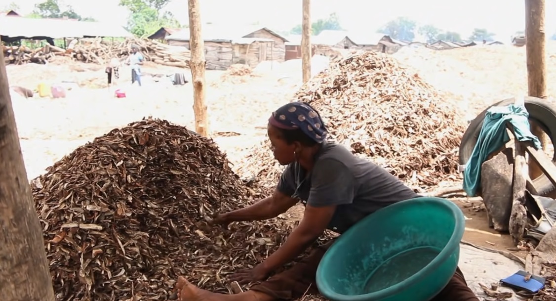 Transforming cassava peels into animal feed FOVideoLibrary