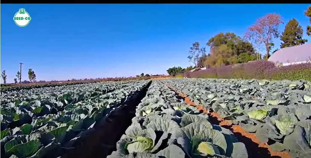CABBAGE PRODUCTION tips with Elizabeth Benjamin - FO-Video-Library