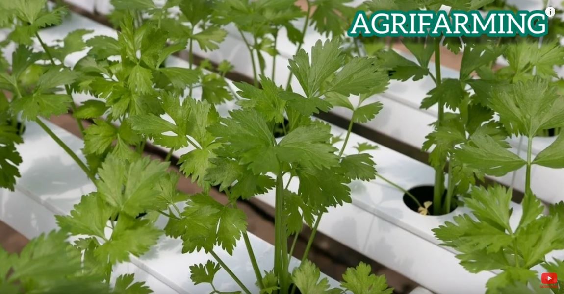 »How To Grow Coriander From Seed« FOVideoLibrary