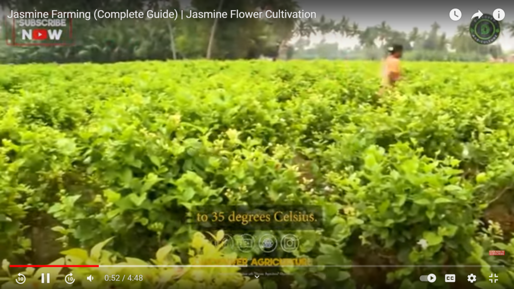 Jasmine Flower Guide) FOVideoLibrary