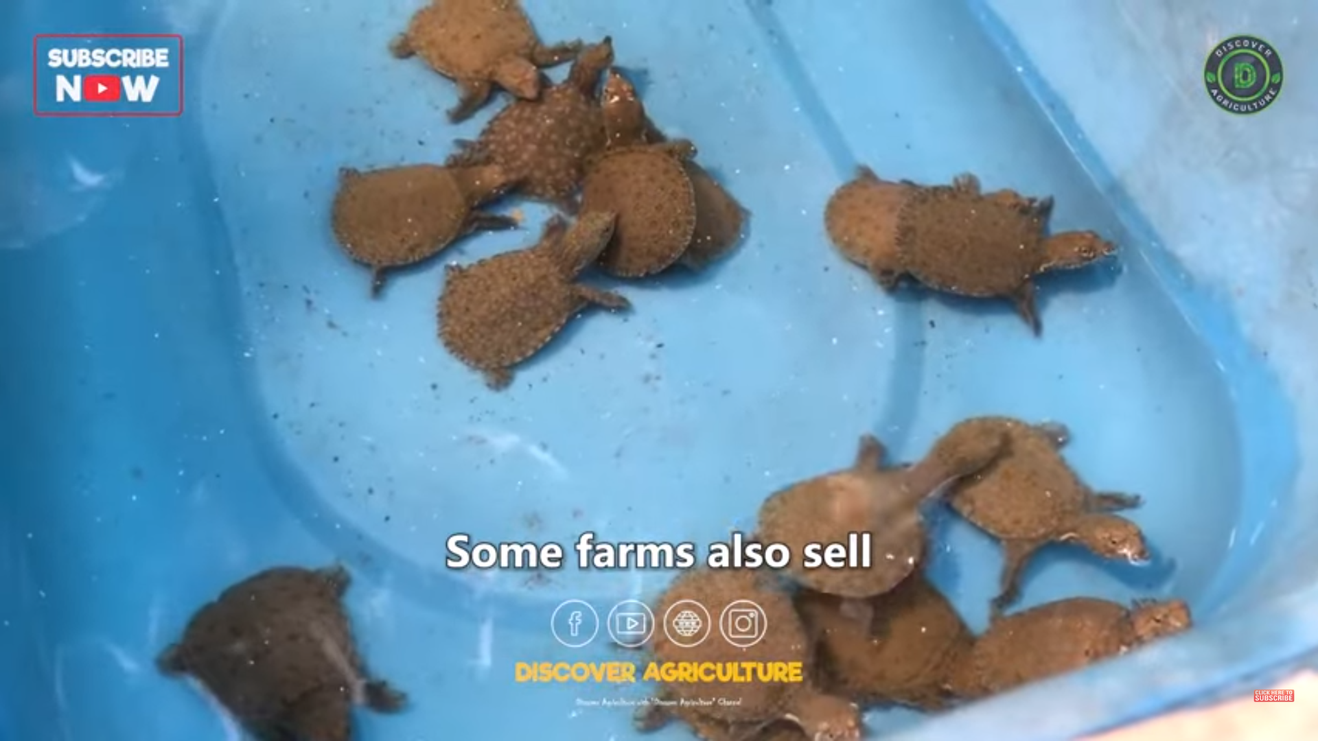 Turtle farming | Tortoise Farming Business Guide - FO-Video-Library