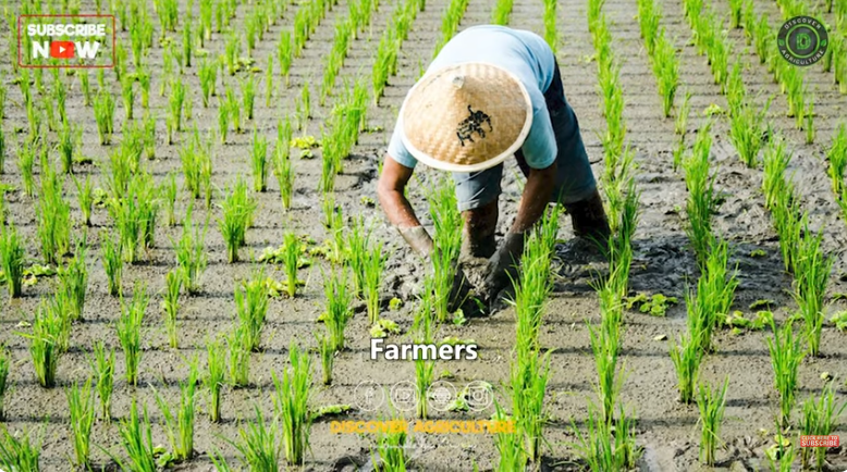 Paddy rice cultivation complete guide from seeding to harvest - FO ...