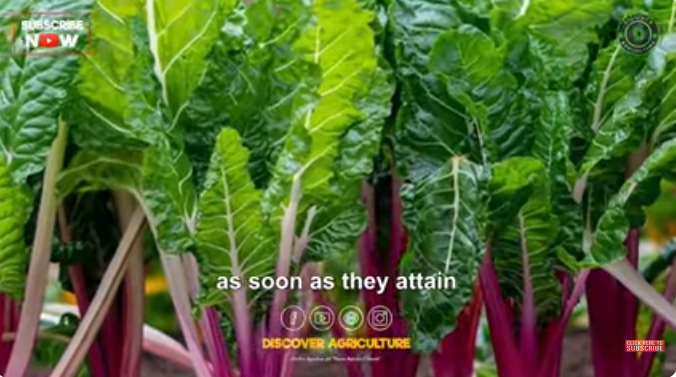 Chard Library Swiss chard farming from seed sowing, planting, care, harvesting - FO ...